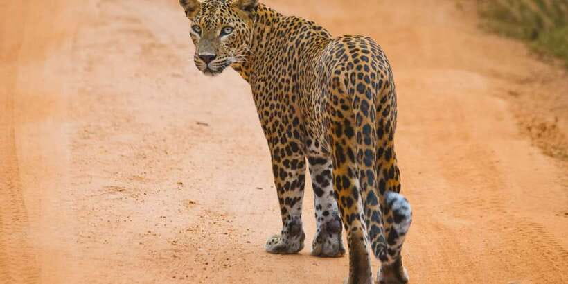 ELLA to TANGALLE/MIRISSA/GALLE Shuttle & YALA Safari - Key highlights worth planning around