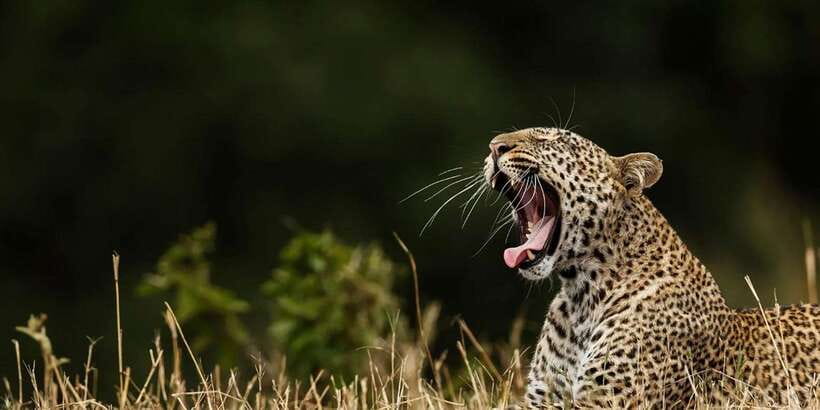 ELLA to TANGALLE/MIRISSA/GALLE Shuttle & YALA Safari - Open-topped jeep + guide spotting skills