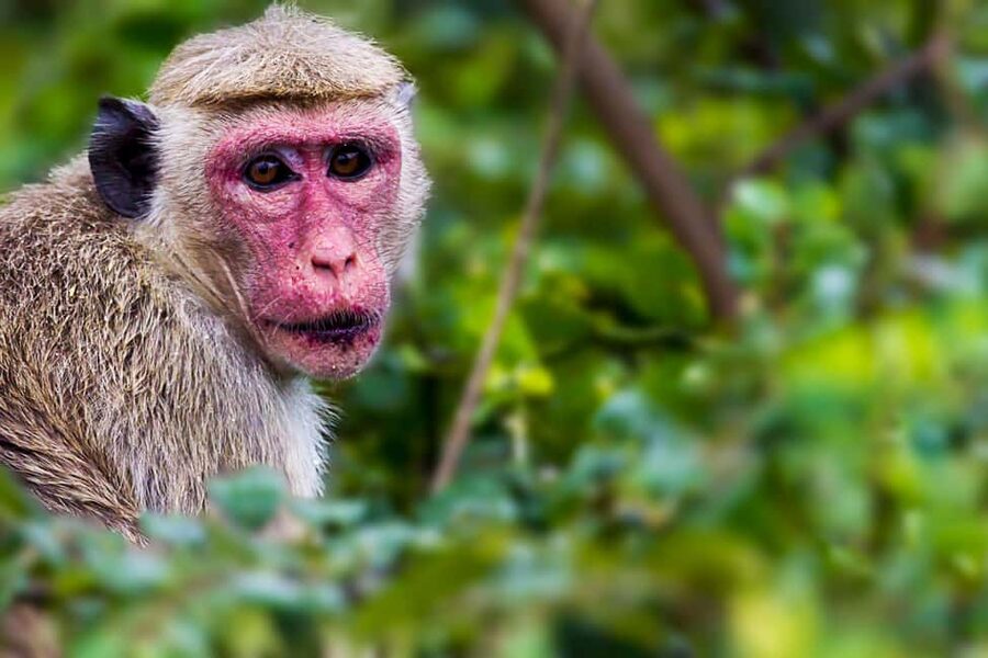 Ella: Transfer to Hikkaduwa & Yala Safari Tour - Key things to know before you go