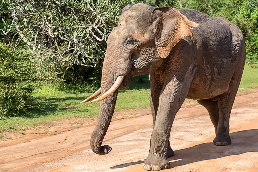 Ella: Transfer to Hikkaduwa & Yala Safari Tour - FAQ