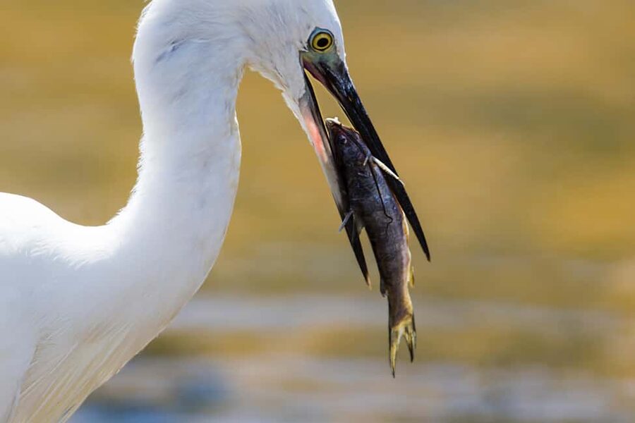 Ella: Transfer to Hikkaduwa & Yala Safari Tour - The Open-Topped Yala Safari: 3 Hours of Real Animal Time