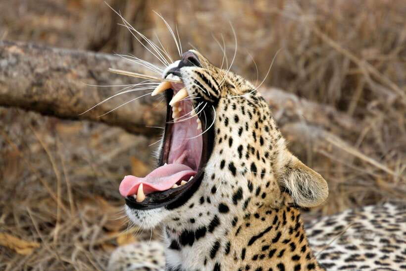 Ella: Transfer to Hikkaduwa & Yala Safari Tour - Should You Book This Ella to Hikkaduwa Transfer With Yala Safari?