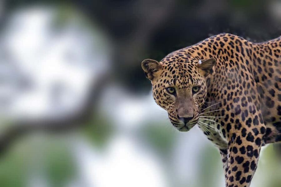 Ella: Transfer to Hikkaduwa & Yala Safari Tour - Pickup in Ella, then the Road to Yala National Park