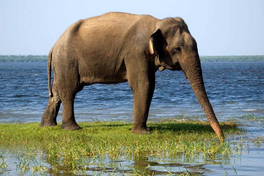 Ella: Transfer to Tangalle/Mirissa/Galle & Yala Safari Tour - How Guides and Comfort Affect Your Chances of a Good Day