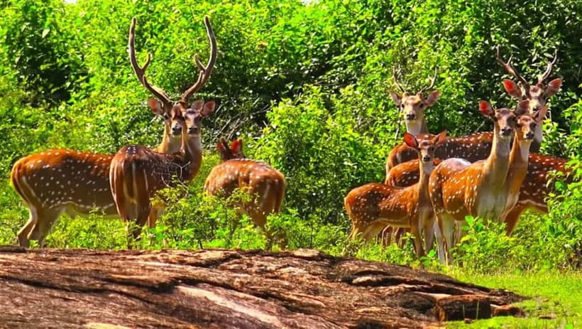Ella - Udawalawa Safari - Drop to Mirissa/Weligama/Galle - Udawalawa, Then Straight to Mirissa or Galle: The Smart Way to Link Two Trips