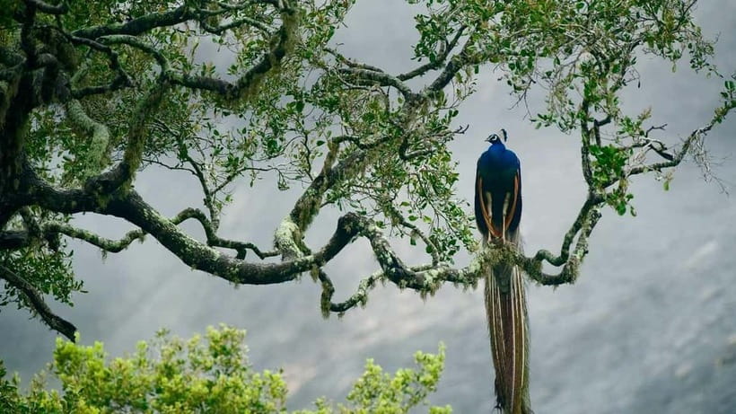 Ella - Udawalawa Safari - Drop to Mirissa/Weligama/Galle - Price and Value: The $48 Base, Plus Entrance Tickets