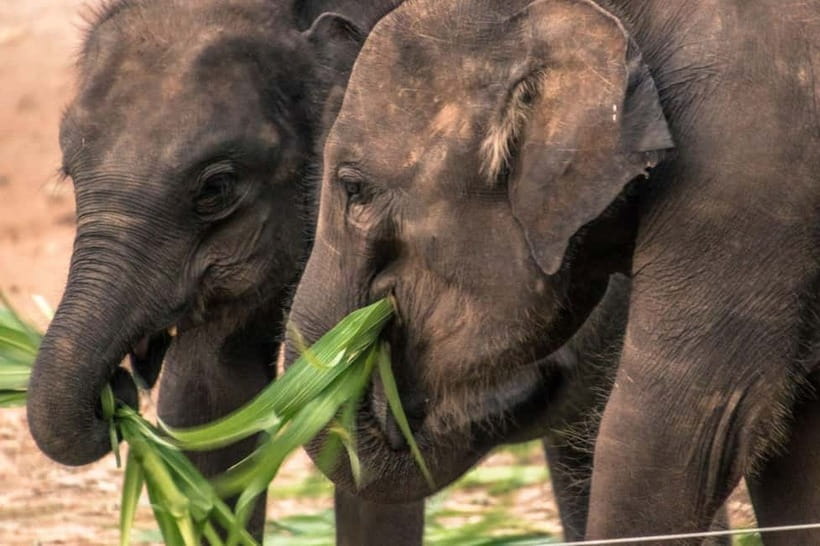 Ella - Udawalawa Safari - Drop to Mirissa/Weligama/Galle - Pickup at 4:30 a.m. or 12:00 p.m.: How the 7-Hour Day Really Flows