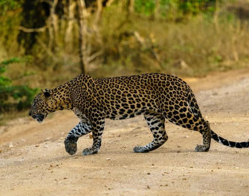 Ella : Yala Safari Drop : Arugambay / Arugam bay / Pottuvil - Ella to Yala, a day that makes logistics feel painless