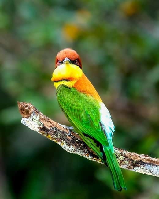 Ella : Yala Safari Drop : Arugambay / Arugam bay / Pottuvil - Wildlife you should actually watch for, plus birding focus
