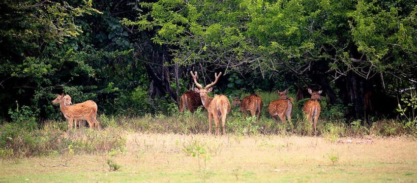 Ella : Yala Safari Drop : Arugambay / Arugam bay / Pottuvil - Price and value: what $97 includes, and what costs extra