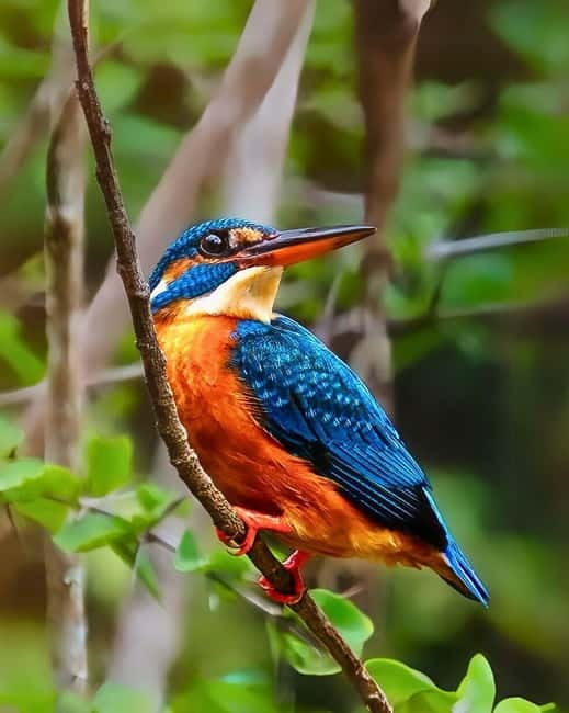 Ella: Yala Safari with Drop at Tangalle/ Hiriketiya/ Mirissa - Who should book this safari, and who might skip it