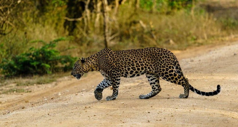 Ella: Yala Safari with Drop at Tangalle/ Hiriketiya/ Mirissa - Ella to Yala: the road trip that sets the mood