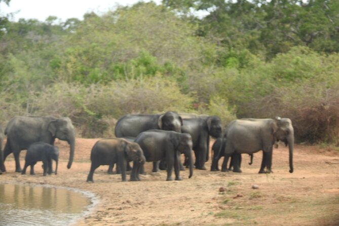 Evening Safari - Yala National Park with Janaka safari - 02.00 pm to 06.30 pm - Luxury jeep, small group, and real viewing comfort