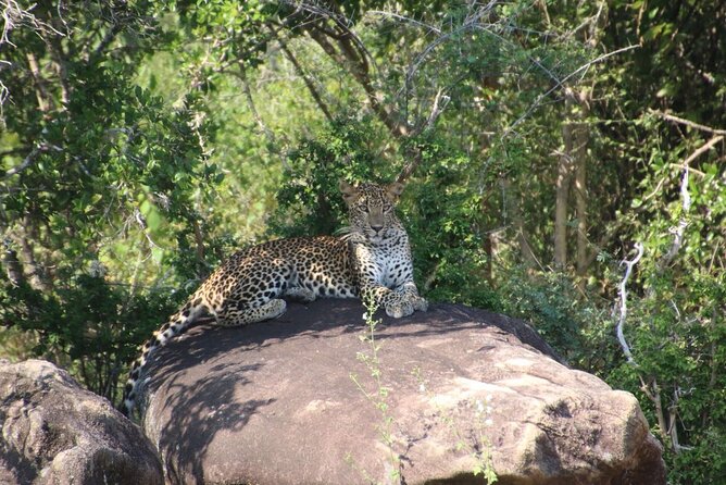 Evening Safari - Yala National Park with Janaka safari - 02.00 pm to 06.30 pm - Pickup and drop-off: start relaxed, not stressed