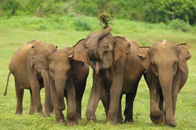 Everything in Udawalawe (Safari, Accommodation with Half Board) - Key highlights you should care about