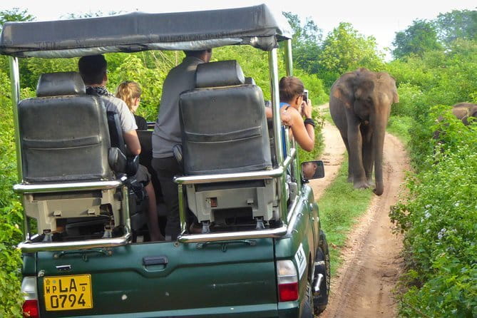 Everything in Udawalawe (Safari, Accommodation with Half Board) - The guide’s role in making sightings happen
