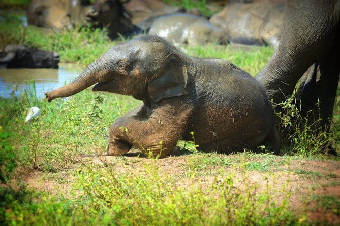 Everything in Udawalawe (Safari, Accommodation with Half Board) - Price and value: why $120 can make sense here