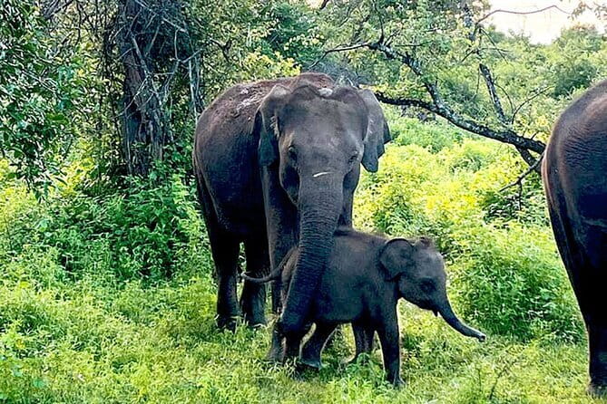 Everything in Udawalawe (Safari, Accommodation with Half Board) - Who this Udawalawe safari-and-stay package fits best