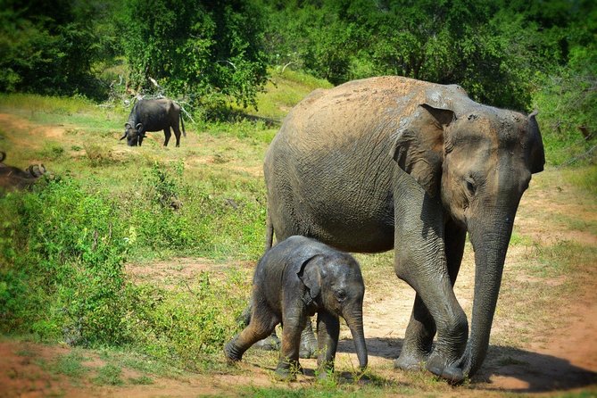 Exclusive 3-Hour Private Jeep Safari at Udawalawe National Park - Key things I’d clock before you book