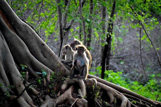 Exclusive 3-Hour Private Jeep Safari at Udawalawe National Park - Why Udawalawe feels special from the start