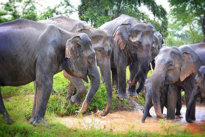 Exclusive 3-Hour Private Jeep Safari at Udawalawe National Park - Inside the park: what you’ll look for in each phase