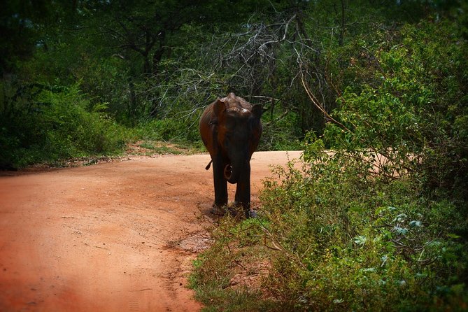 Exclusive 3-Hour Private Jeep Safari at Udawalawe National Park - Photos and animal watching without the rush