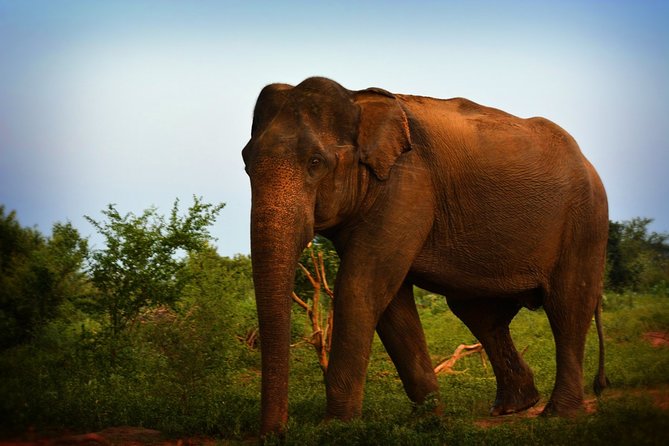 Exclusive 3-Hour Private Jeep Safari at Udawalawe National Park - Price and value: how the $25 fits the reality
