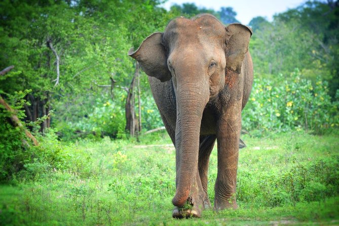 Exclusive 3-Hour Private Jeep Safari at Udawalawe National Park - What’s included, what’s not, and the fine print that matters