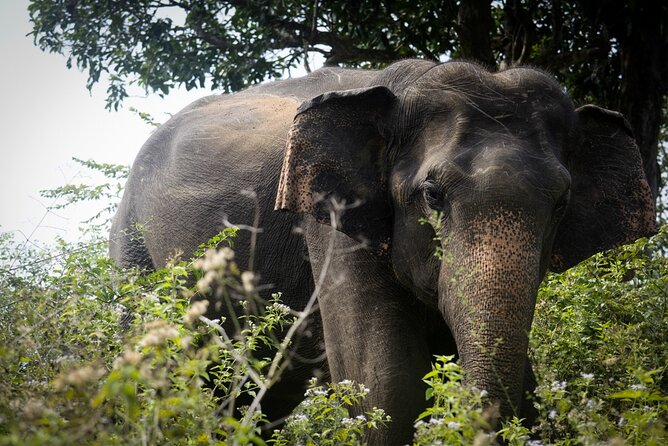 Exclusive 3-Hour Private Jeep Safari at Udawalawe National Park - Getting there: pickup zone, meeting point, and park hours