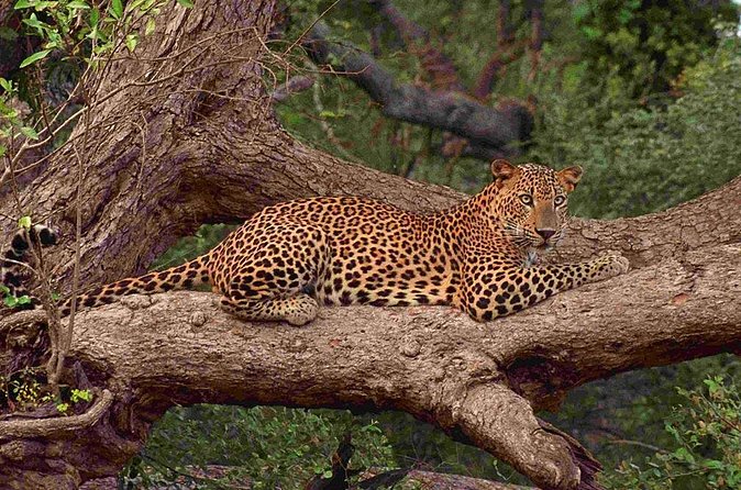Exclusive: Full Day Leopard Safari at Yala National Park - The afternoon and evening drive: your second leopard chance