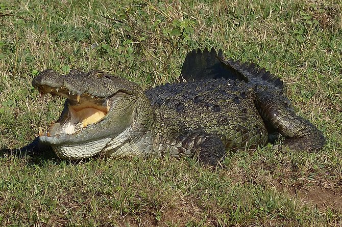 Exclusive: Full Day Leopard Safari at Yala National Park - What you get for around $75, and what you should double-check