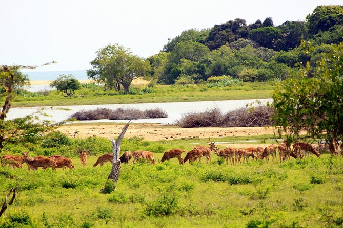 Exclusive: Full Day Leopard Safari at Yala National Park - The 5:30 hotel pickup to first wildlife time