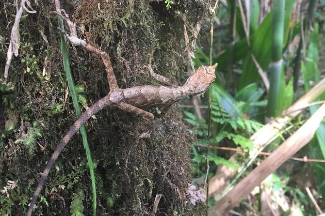 Exclusive knuckles Camping Tour from kandy - Day 1 Tea trail, silent forest, bridges, and the rocky plateau
