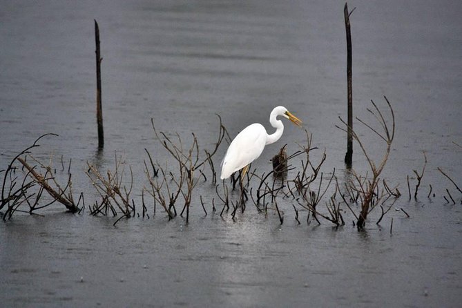 Exclusive: Muthurajawela Bird Watching Tour with Transfers - Tuk-tuk transfers from Negombo: simple, scenic, and on-the-ground