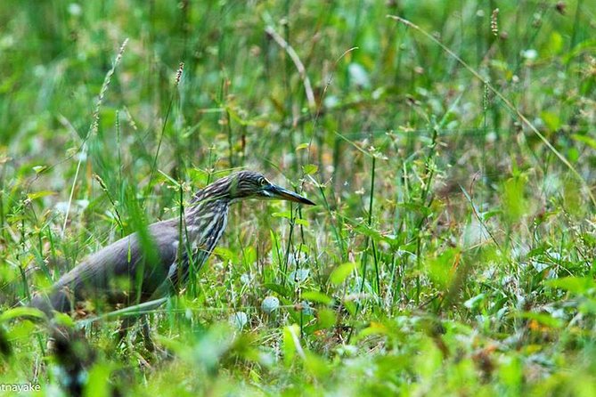 Exclusive: Muthurajawela Bird Watching Tour with Transfers - Timing and weather: the best chance is an early start