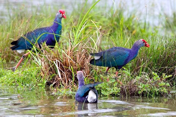 Exclusive: Muthurajawela Bird Watching Tour with Transfers - Price and value: why this one is good value at about $35