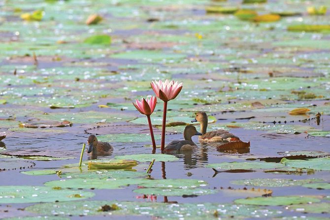 Exclusive: Muthurajawela Bird Watching Tour with Transfers - Group size and style: private, but still relaxed