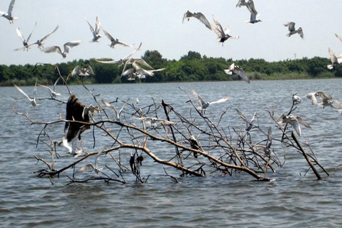 Exclusive: Muthurajawela Bird Watching Tour with Transfers - Practical tips that will actually help