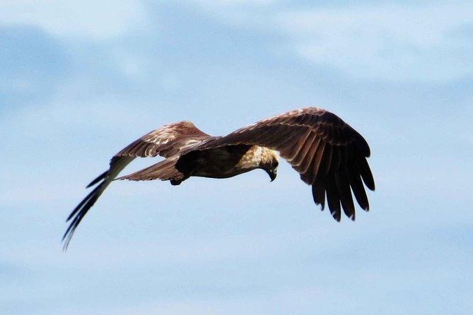 Exclusive: Muthurajawela Bird Watching Tour with Transfers - Local guide narration: why it changes the birdwatching