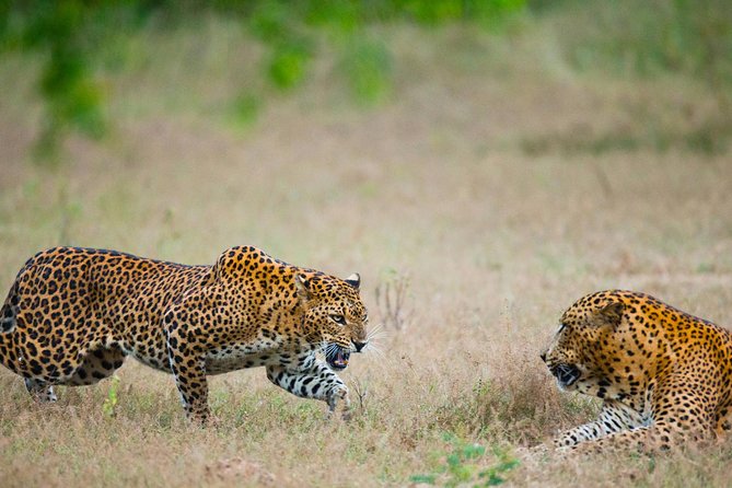 Exclusive : Overnight Leopard Safari with Luxury Glamping - Yala National Park: what makes the leopard chances worth the trip
