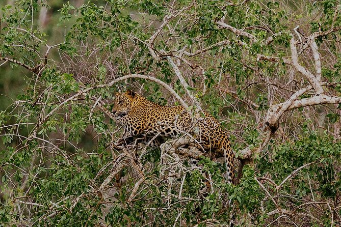 Exclusive : Overnight Leopard Safari with Luxury Glamping - Price and value: is $622 fair for this setup?