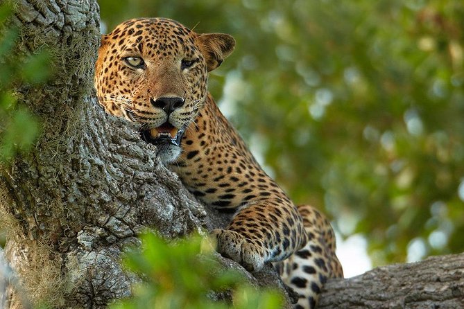 Exclusive : Overnight Leopard Safari with Luxury Glamping - Getting to Yala from Colombo: transfers that reduce stress
