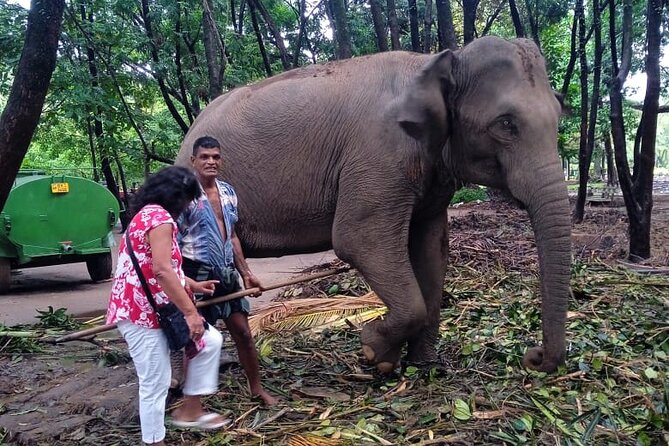 Explore Colombo by Tuk Tuk Morning & evening (Private Tours) - Meet Vinoth Blaze, your Colombo guide