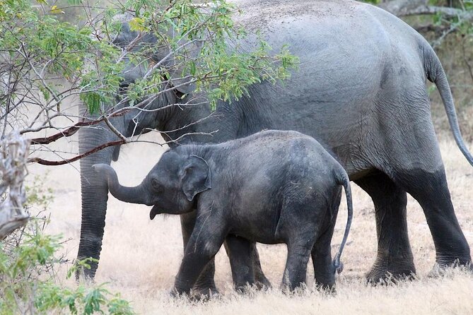 Explore The Beauty Of Udawalawe National Park From South Coast During 01 Day - Timing, comfort, and who this private safari suits best
