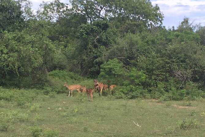 Explore The Beauty Of Udawalawe National Park From South Coast During 01 Day - What could make this day feel harder, and how to plan around it