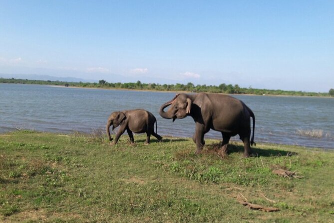 Explore The Beauty Of Udawalawe National Park From South Coast During 01 Day - Price check: what the $90 includes, and what you must budget separately