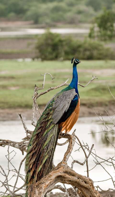 Explore the MAGIC of Sri Lanka in 7days -4 Star hotels Incl. - Guide Quality and the Real-World Comfort Factor