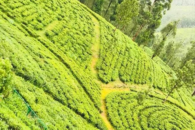 Family-Friendly Private Galle City Tour - Handunugoda Tea Estate: Virgin White Tea and factory time