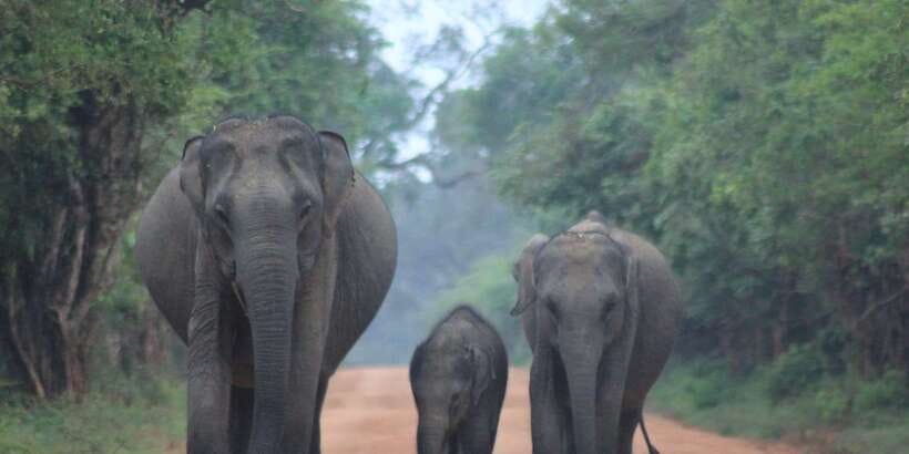 From: Ahungalla/Ambalangoda/Kosgoda/Balapitiya - YALA Safari - Key points before you go