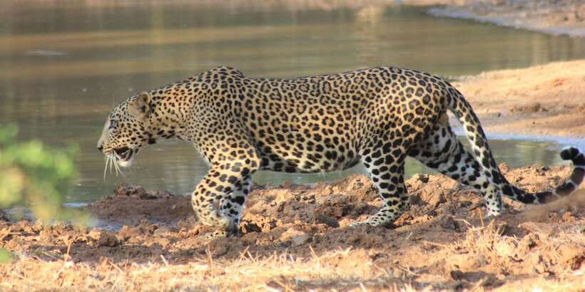 From: Ahungalla/Ambalangoda/Kosgoda/Balapitiya - YALA Safari - Should you book Ajith Safari Jeep Tours for Yala?
